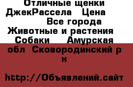 Отличные щенки ДжекРассела › Цена ­ 50 000 - Все города Животные и растения » Собаки   . Амурская обл.,Сковородинский р-н